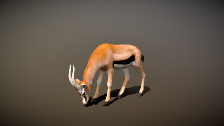 Gazelle Deer with Animation 3D Model