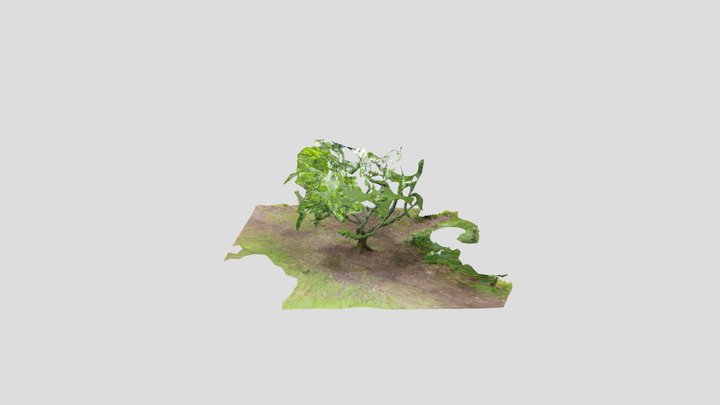 Tree Finchampstead Ridges Edited Kiri – Modello 3D gratuito STL