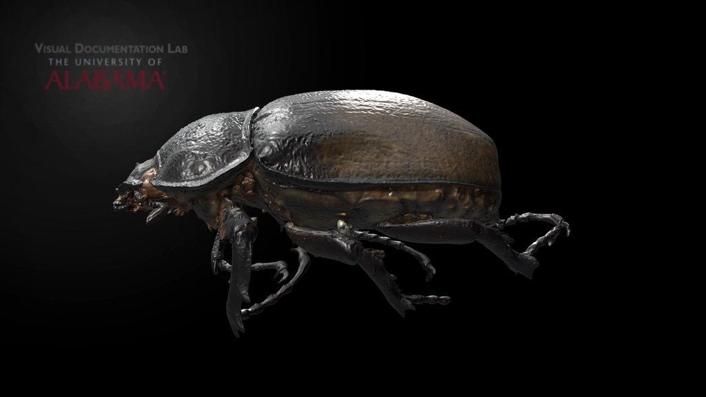UA MNH Rhino Beetle 2