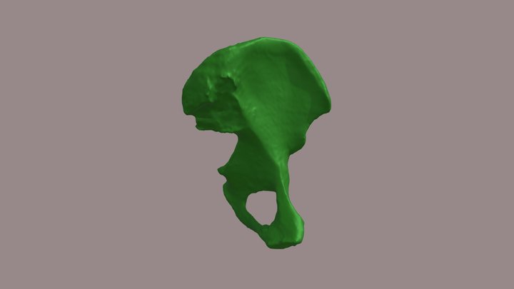 os coxae 3D Model
