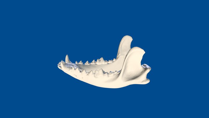 3D Dog Bone Project: Lower jaw 3D Model