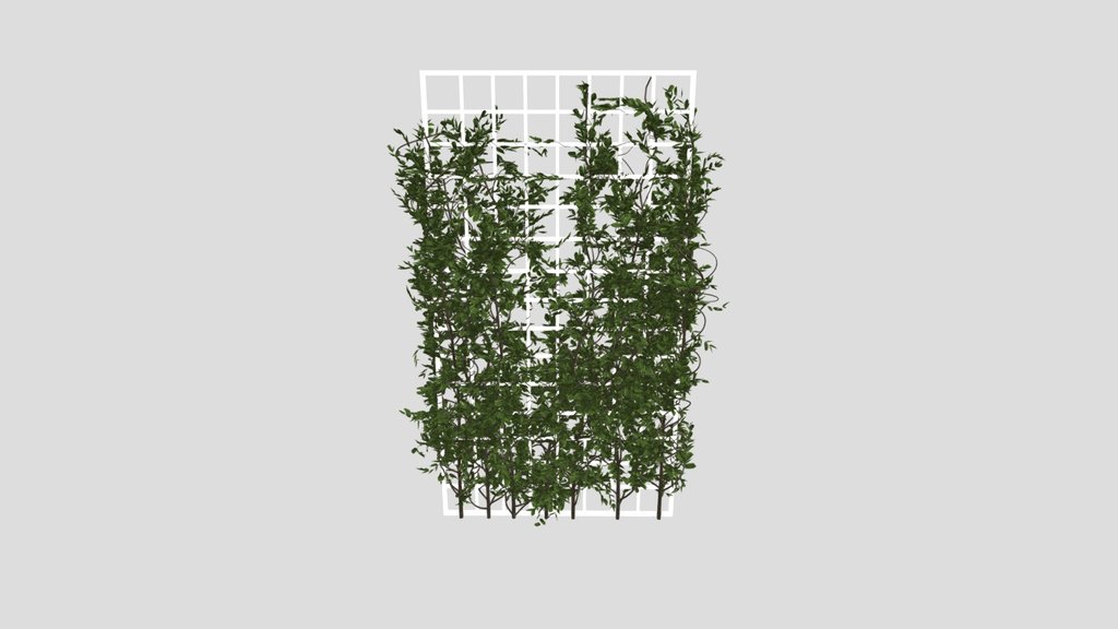 Ivy Wall Grid Plant