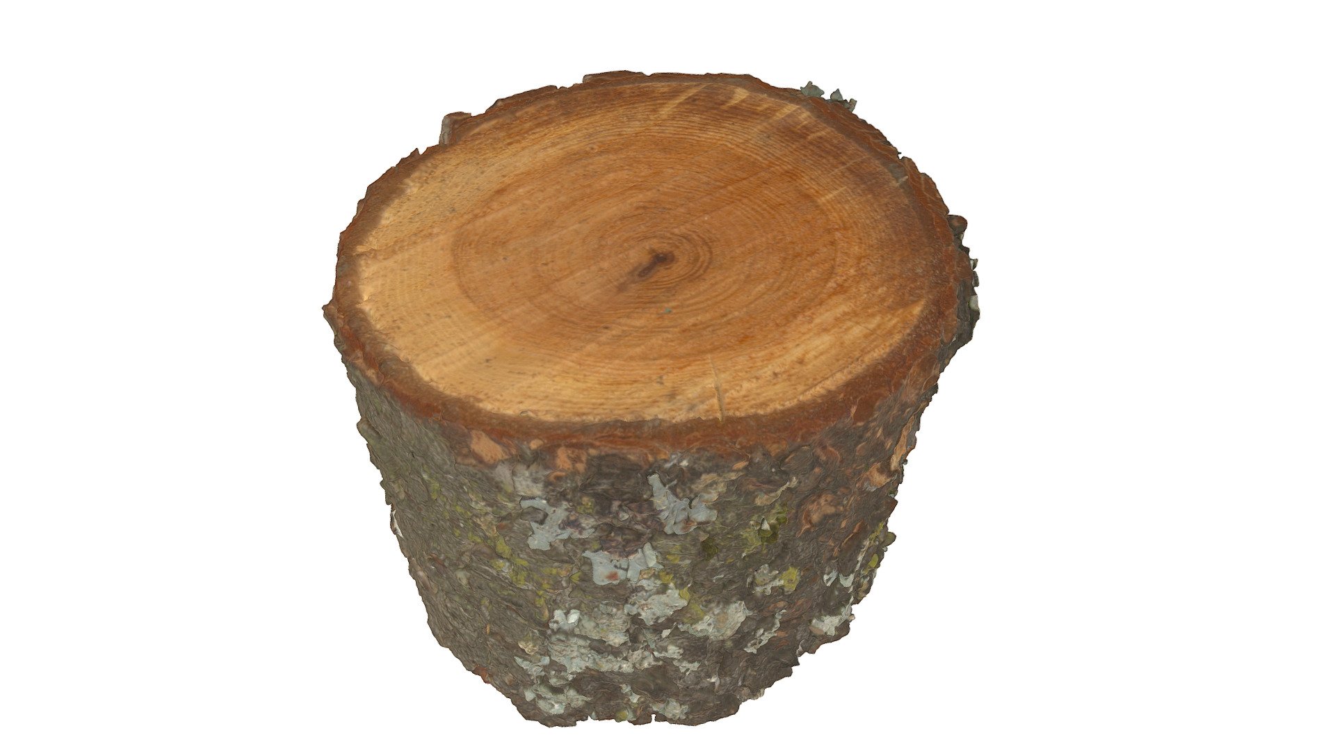 Lichen Covered Tree Ring 3D Scan