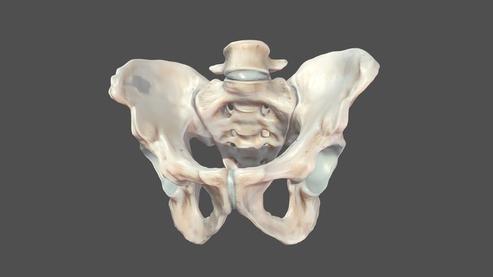 Male Pelvis 3D Model