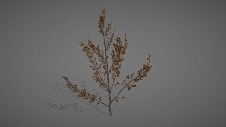 Dried Sagebrush – Free 3D Model STL