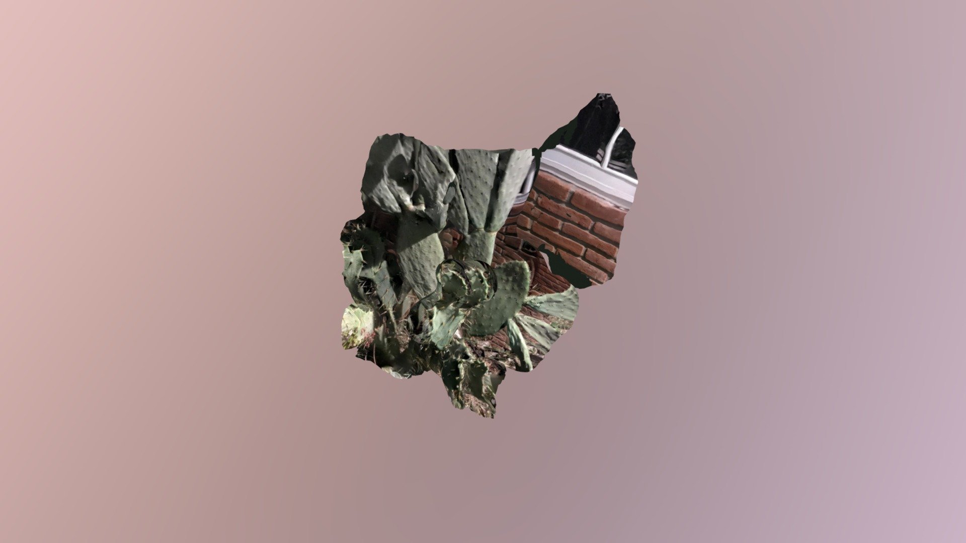 cactu
