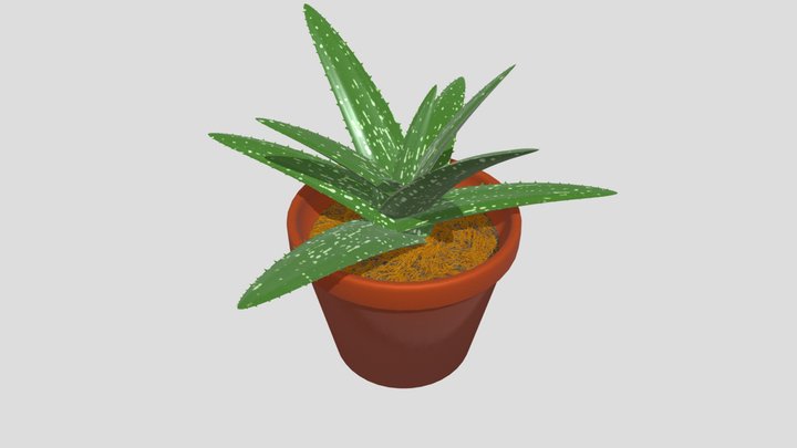 Aloe vera plant 3D Model