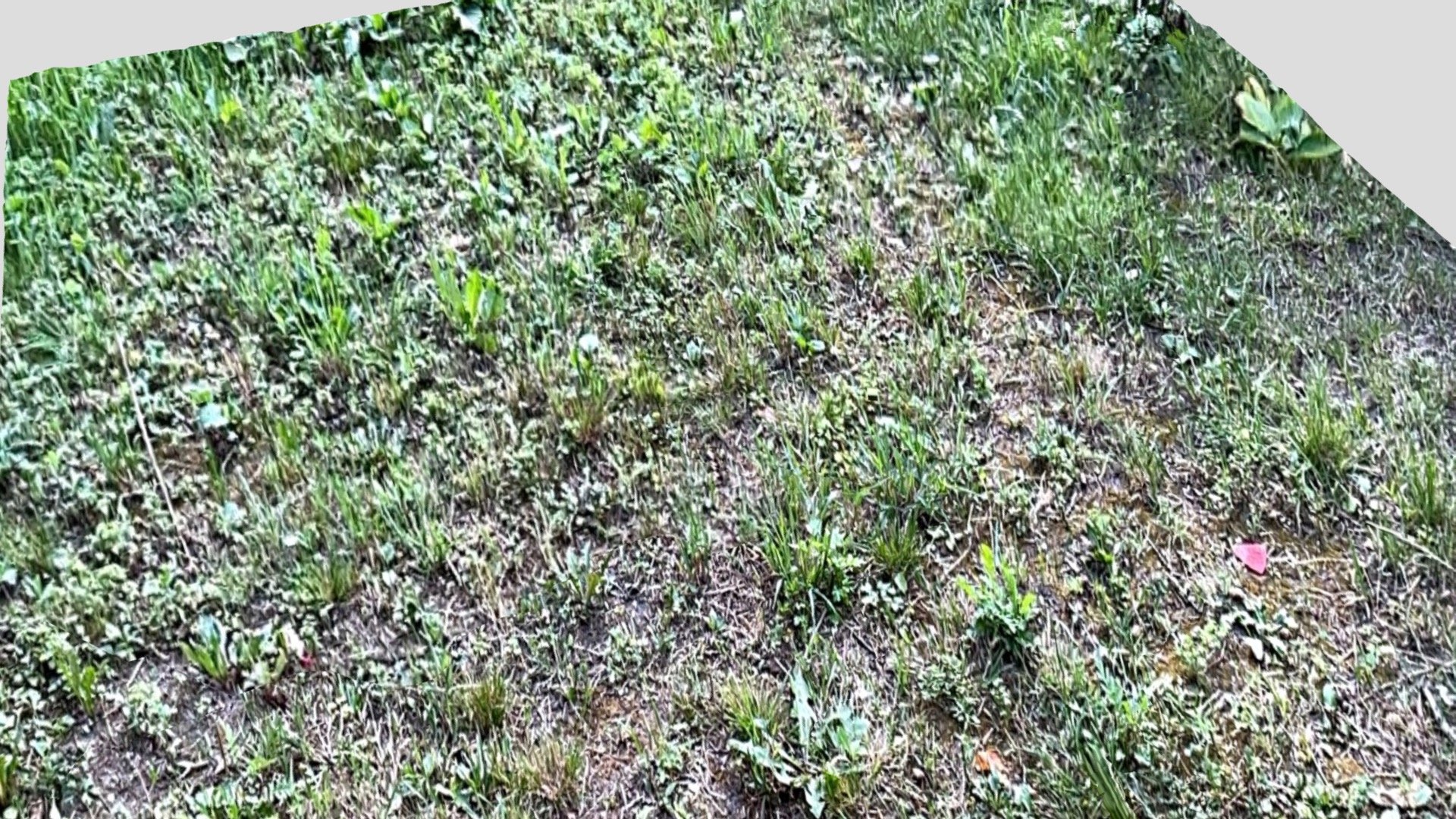 Grass
