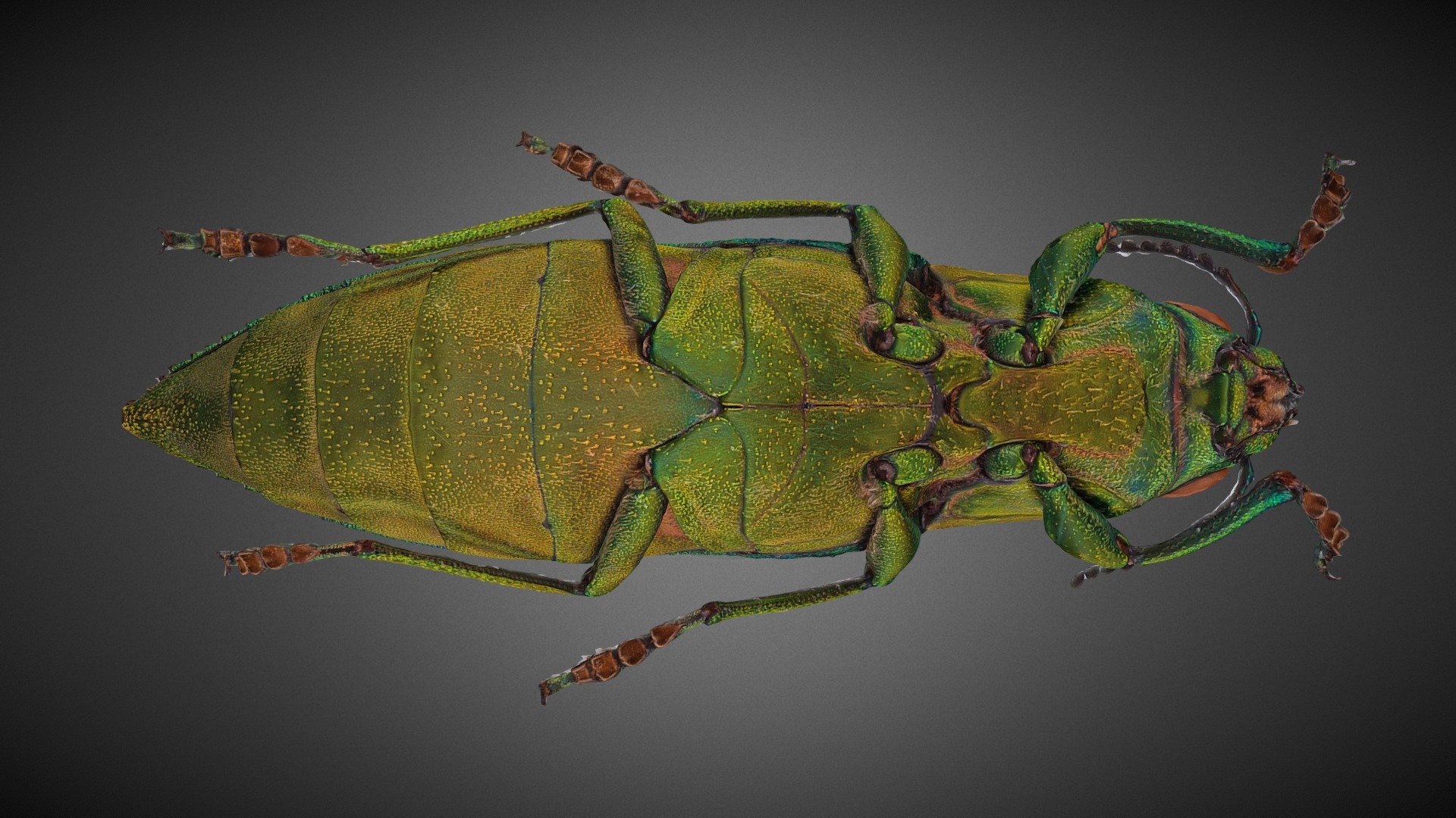 Chrysodema 3D model by SCANSTUDIO [ae48d77] Sketchfab