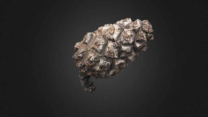 Pine cone – Free 3D Model STL