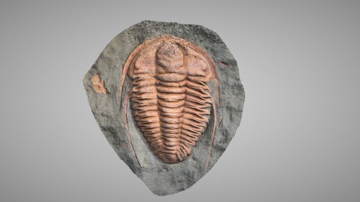 Ptychopariida, Hamatolenus vincenti 3D Model