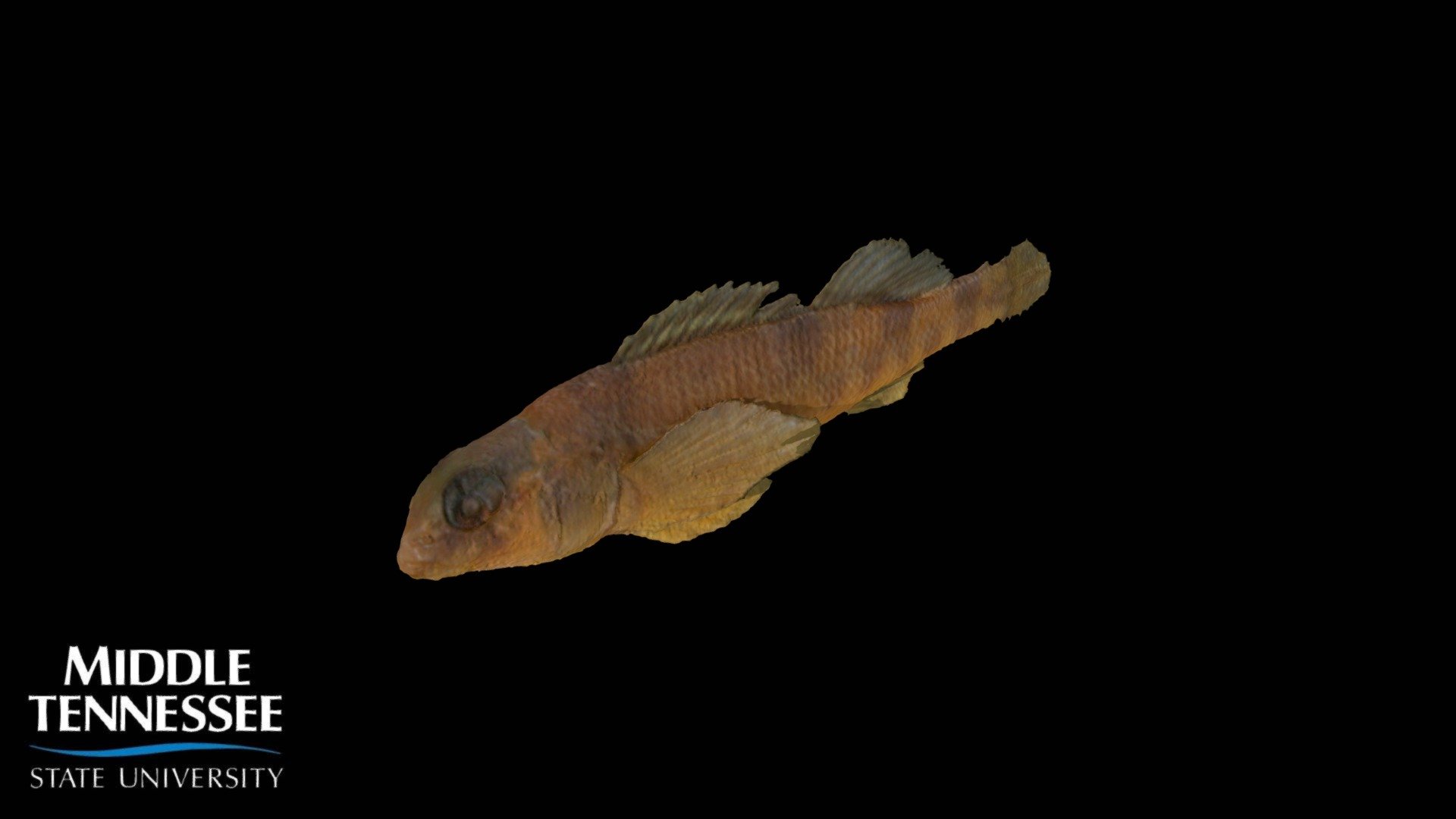 Missouri saddled darter - Etheostoma tetrazonum - Download Free 3D ...