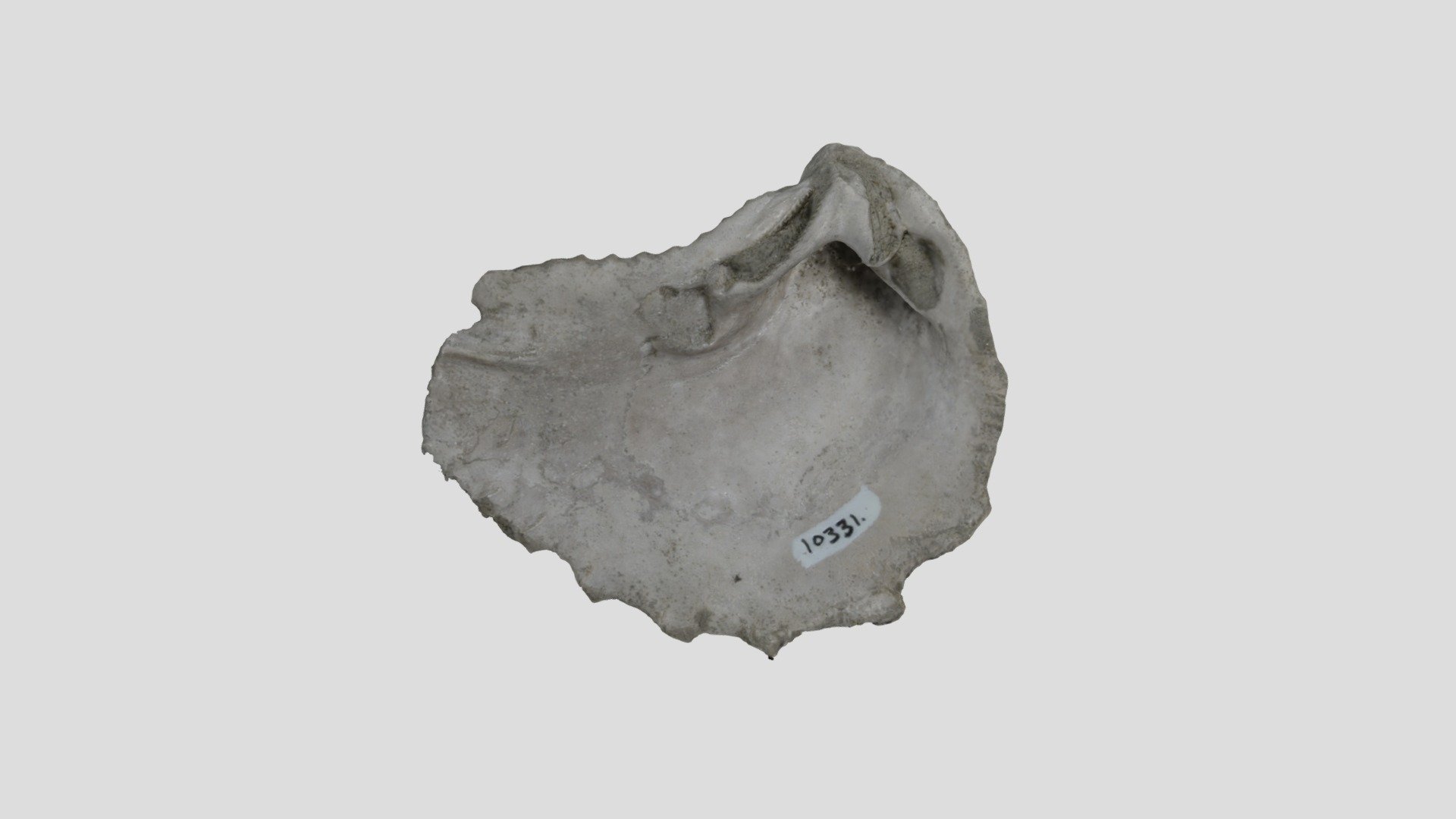 LACMIP 10331.6 Linotrigonia thoracica