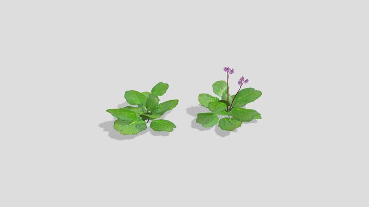 Bergenia Cordifolia - Heartleaf Bergenia 3D Model