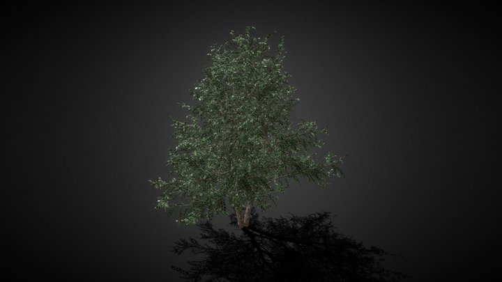 Big Tree 10 3D Model