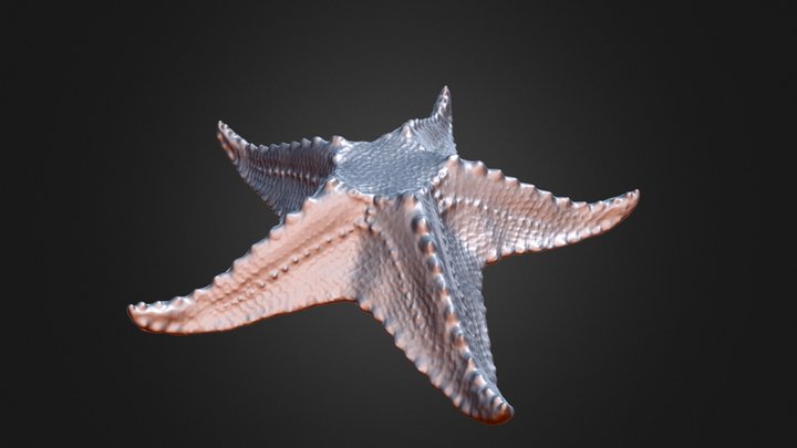 starfish_fbx(nopodium) 3D Model