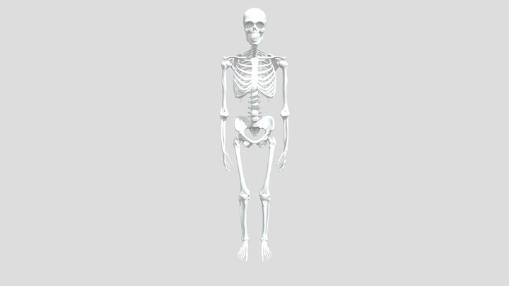 Skeleton 3D Model