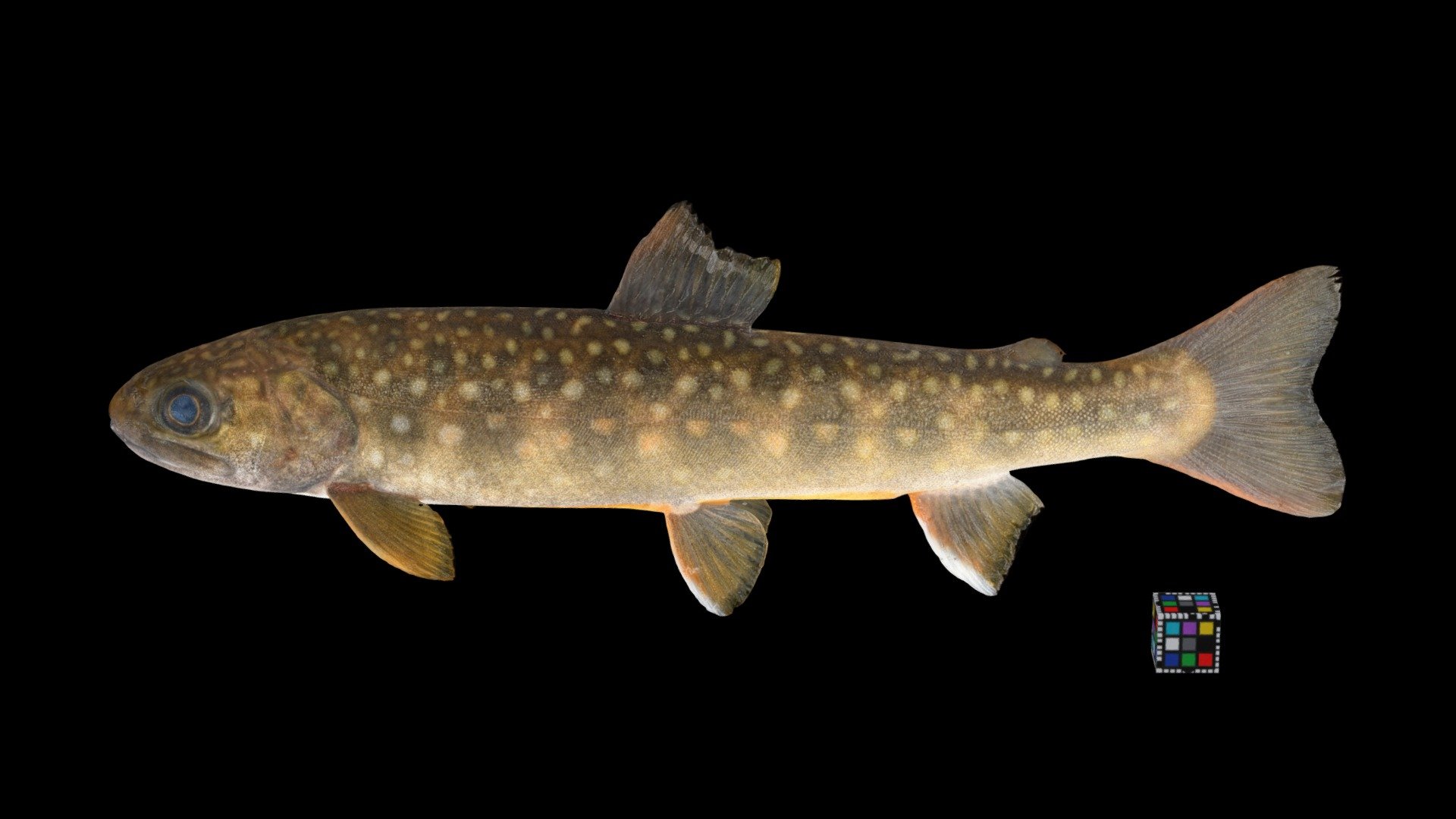 ニッコウイワナ ♀ Charr, Salvelinus leucomaenis pluvius