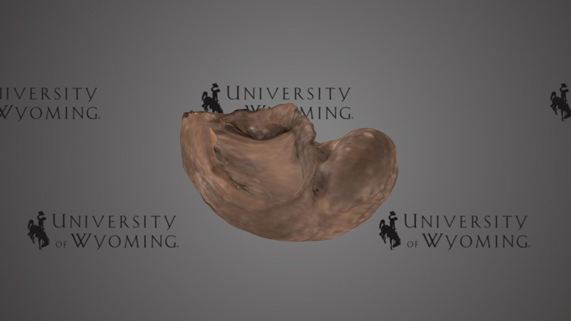 UWG Gastropod A