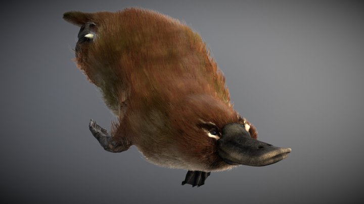 Platypus ♂ 3D Model