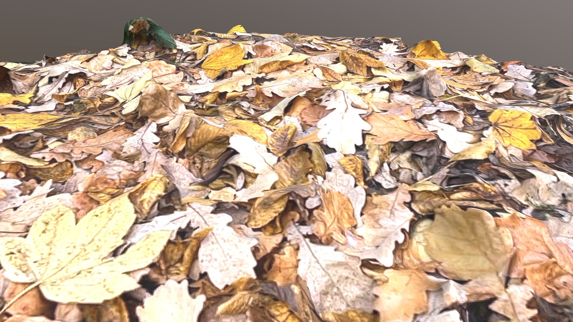 Autumn leaves Download Free 3D model by AVZ ( micropalaeontology