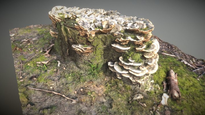 Mushrooms on tree stump 3D Model