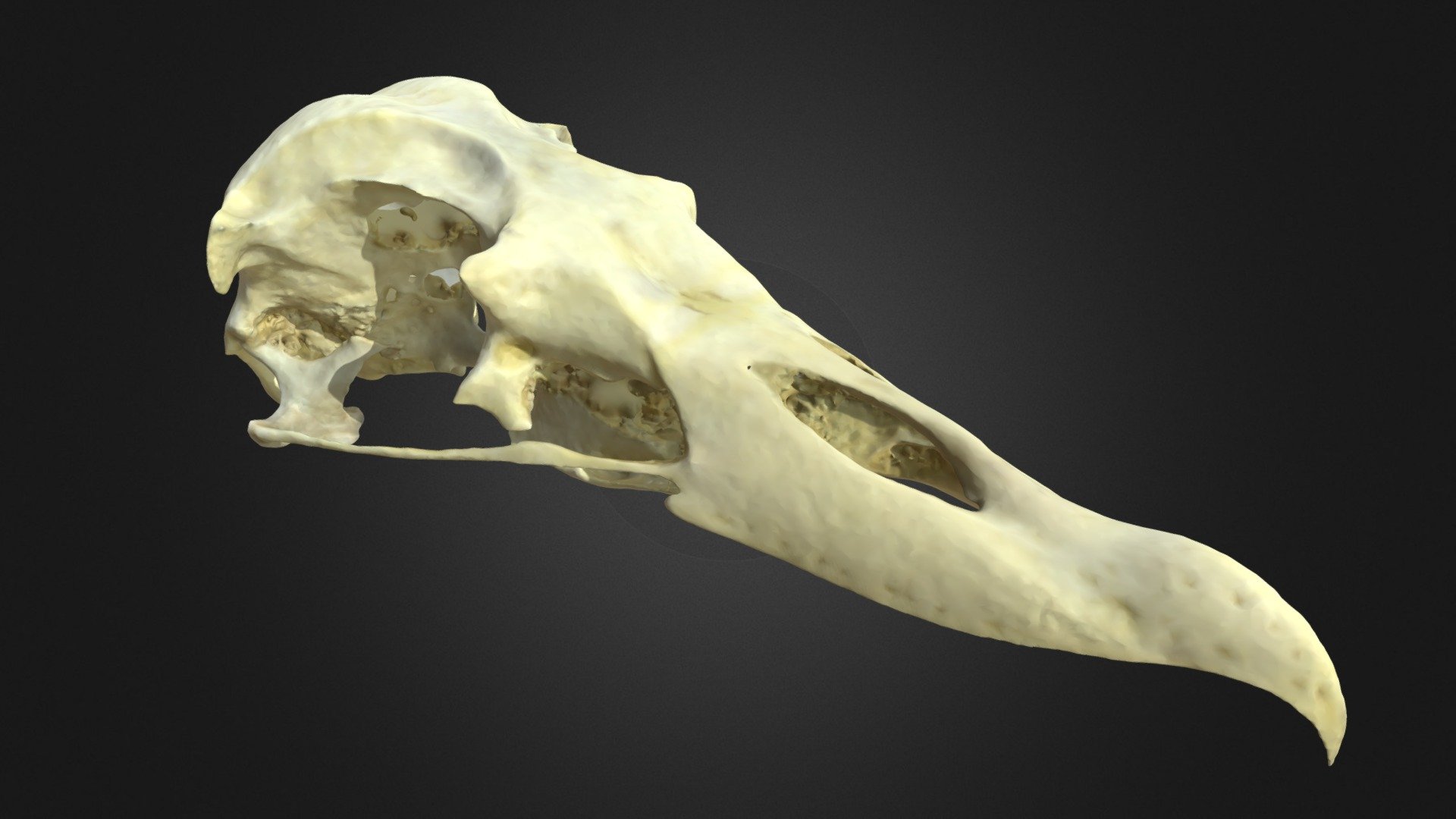Fulmarus glacialis, skull — Sketchfab embed 3D viewer