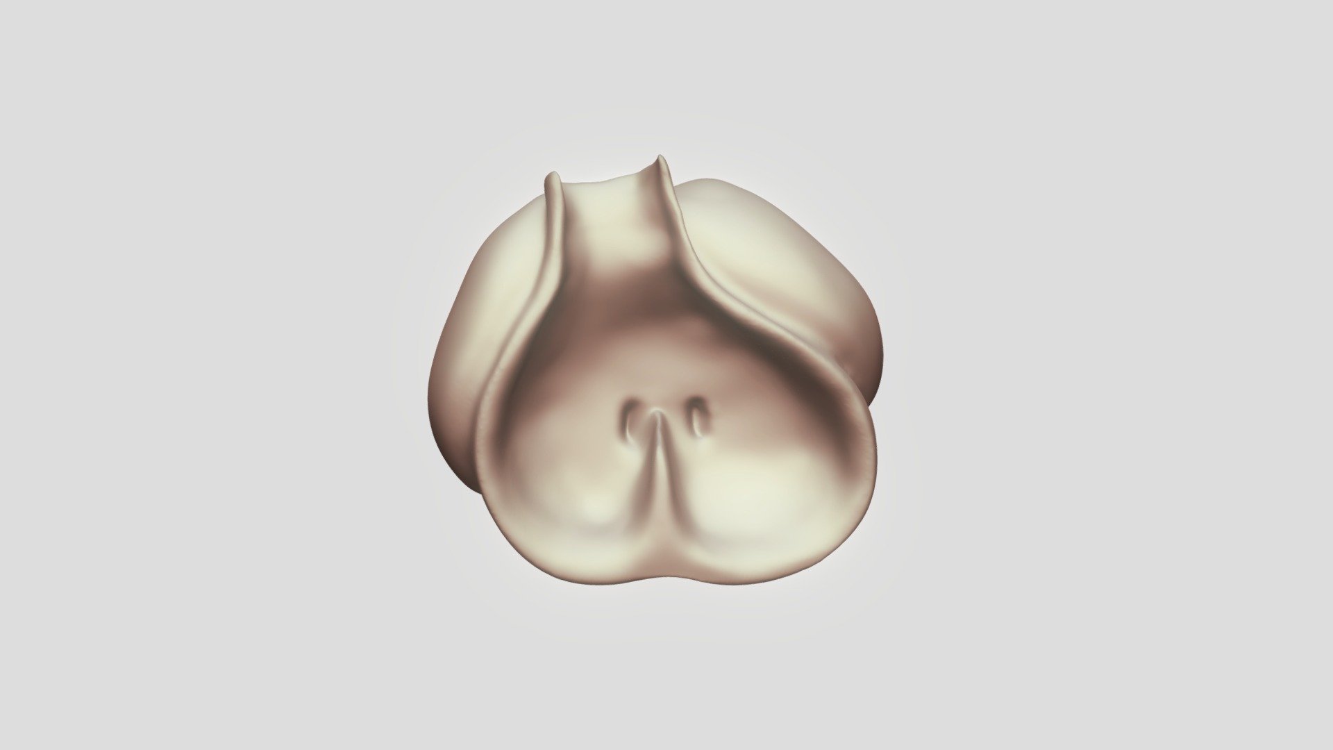 Embryonic Heart - Cut Without Septum