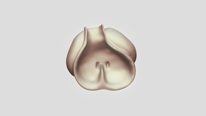 Embryonic Heart - Cut Without Septum 3D Model