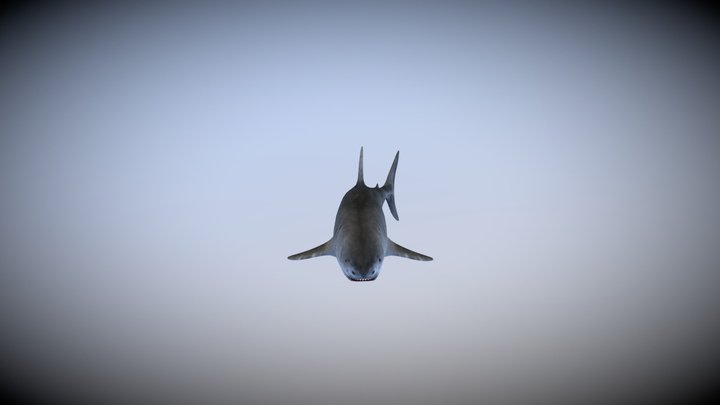 Low poly shark 3D Model