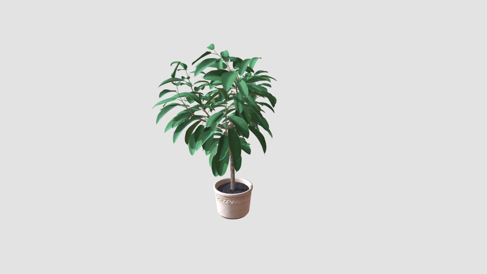 Plant — Sketchfab embed 3D viewer