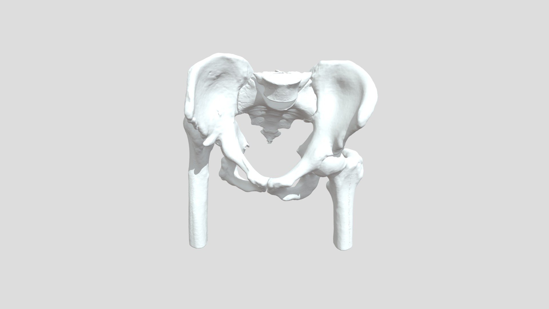 Pelvis02