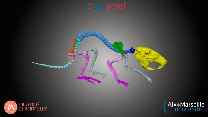 Mammifère - Mus musculus