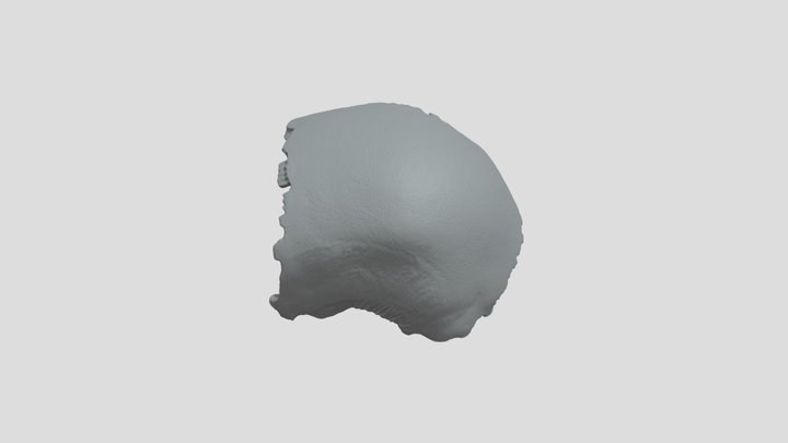 Parietal (L) 3D Model