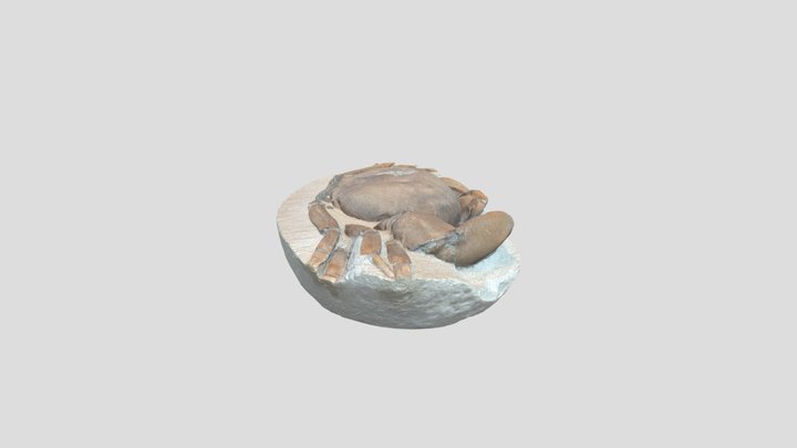 Large Tumidocarcinus giganteus crab 3D Model