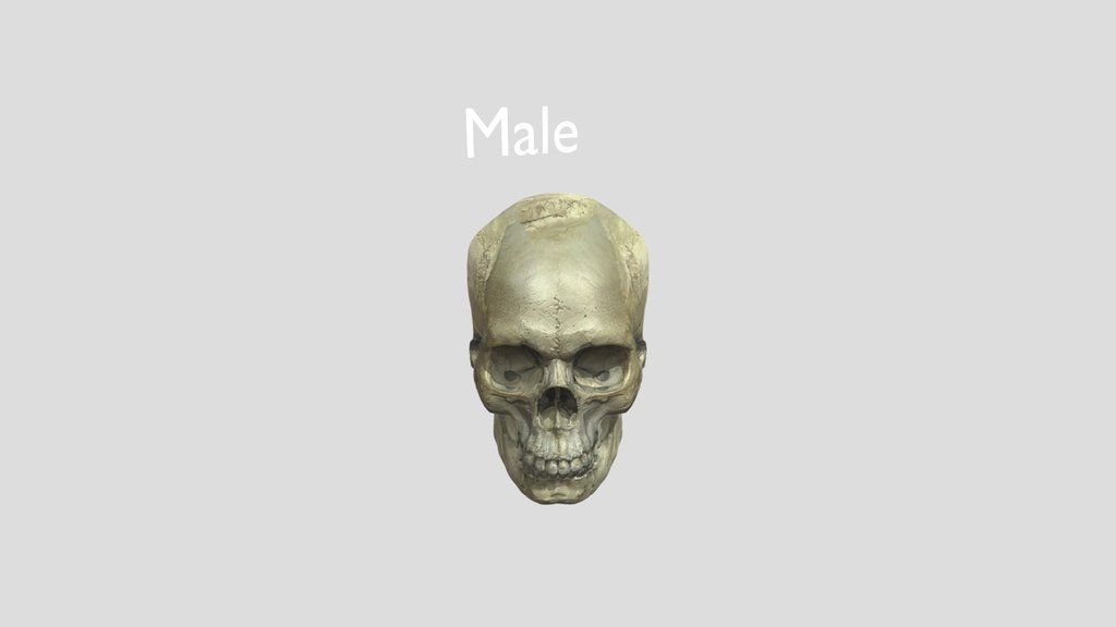 Male Skull