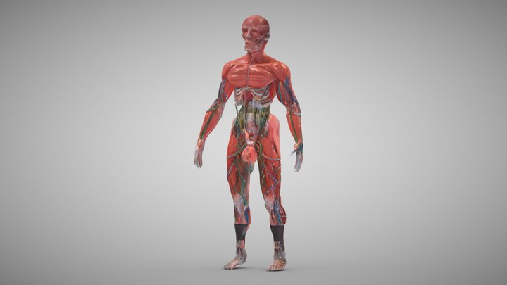 Human Anatomy – Modello 3D gratuito STL