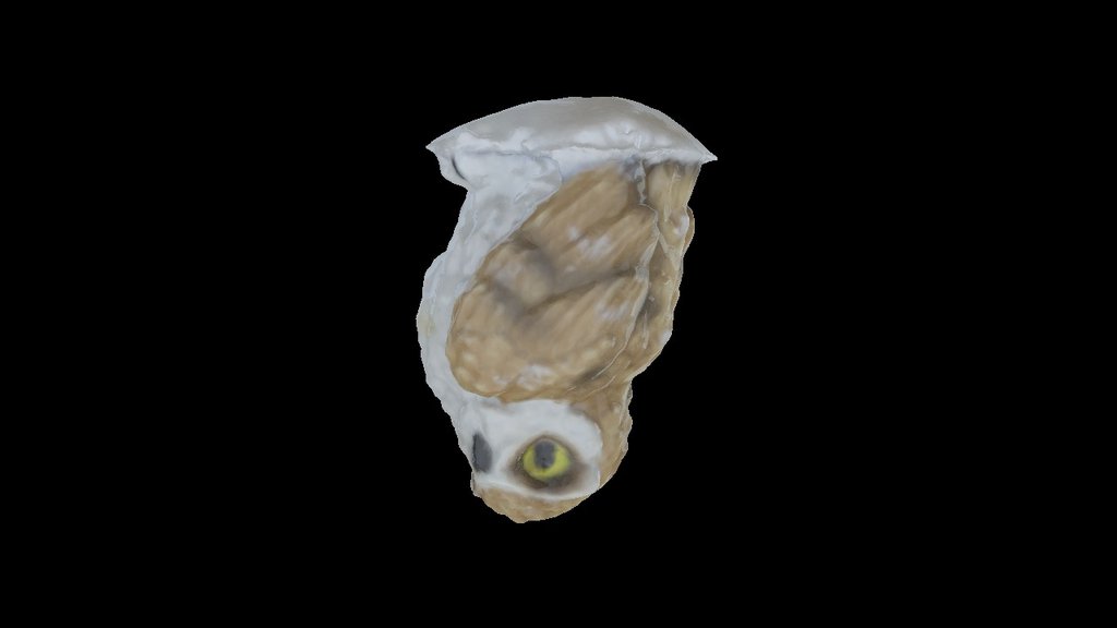 Cl7037 OWL model