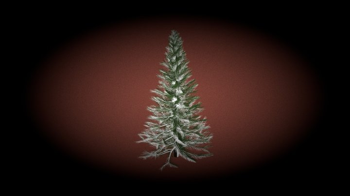 spruce-tree 3D Model