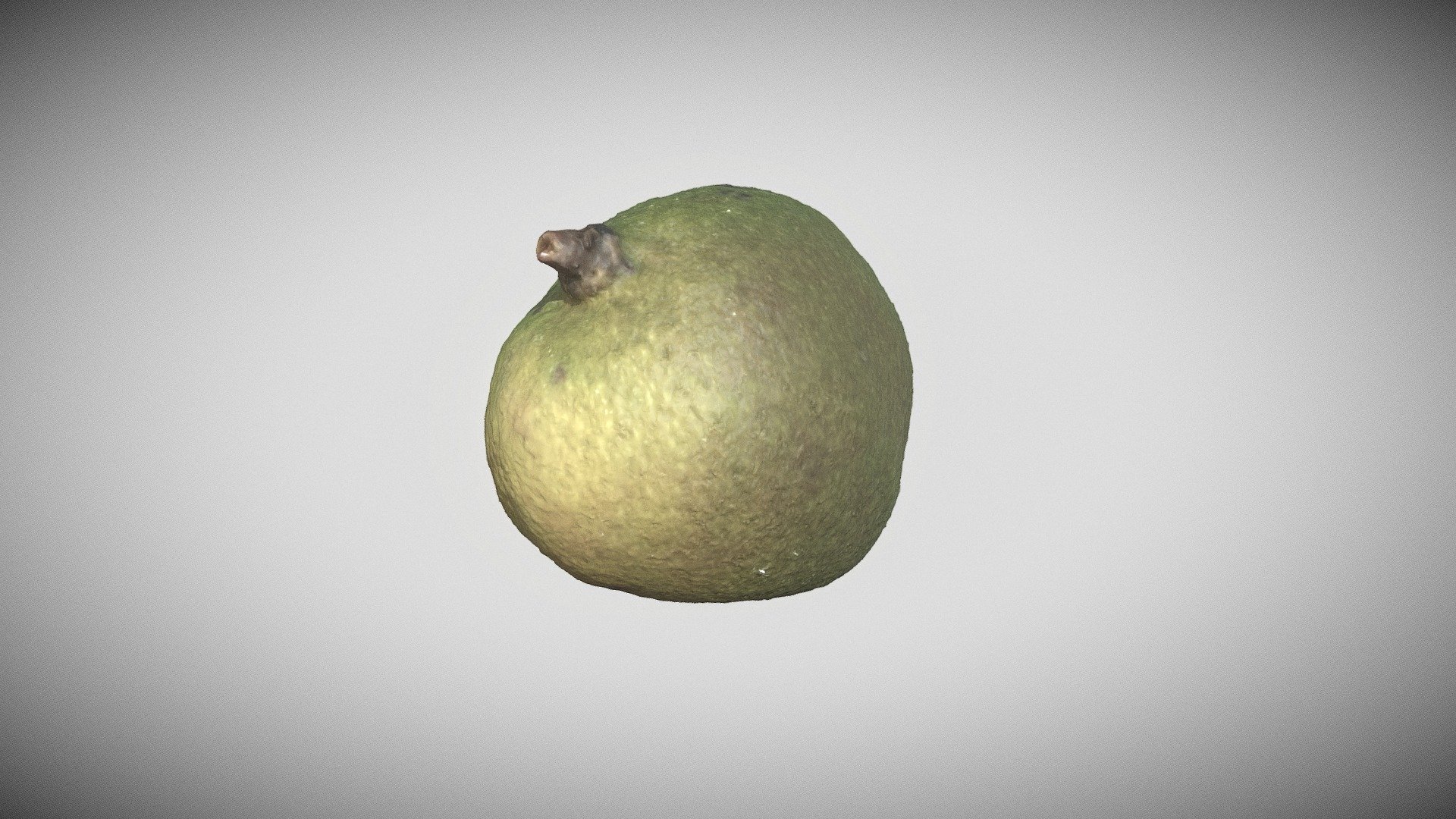 Mangifera indica Download Free 3D model by openseedspace [ae89099
