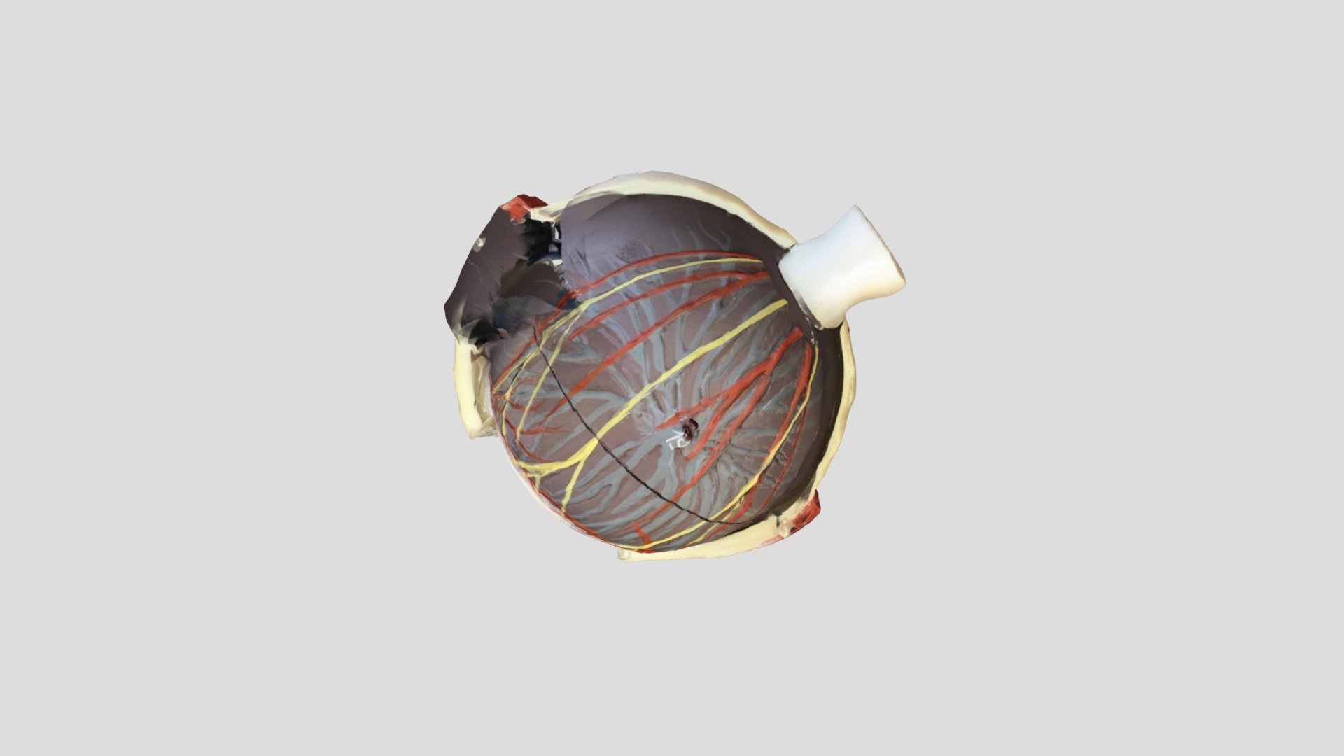 C2- Eye Model1-2 (1)