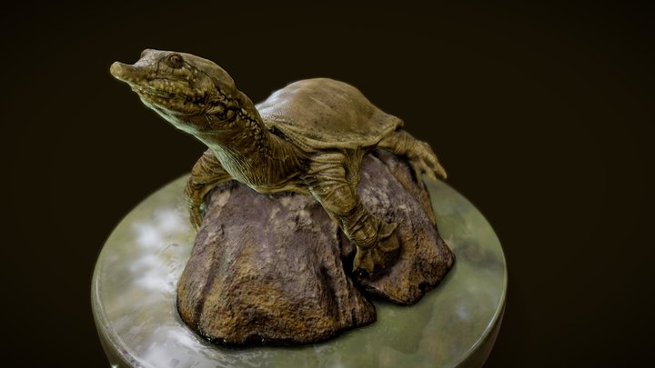 SoftShellTurtle 3D Model