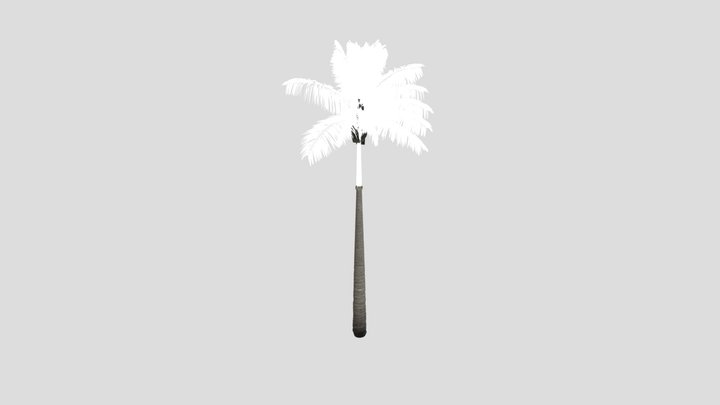 Imperial Palmtree