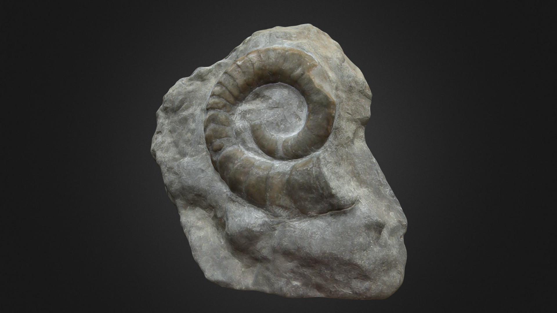 3D model Estonioceras sp. - This is a 3D model of the Estonioceras sp.. The 3D model is about a stone with a face carved into it.