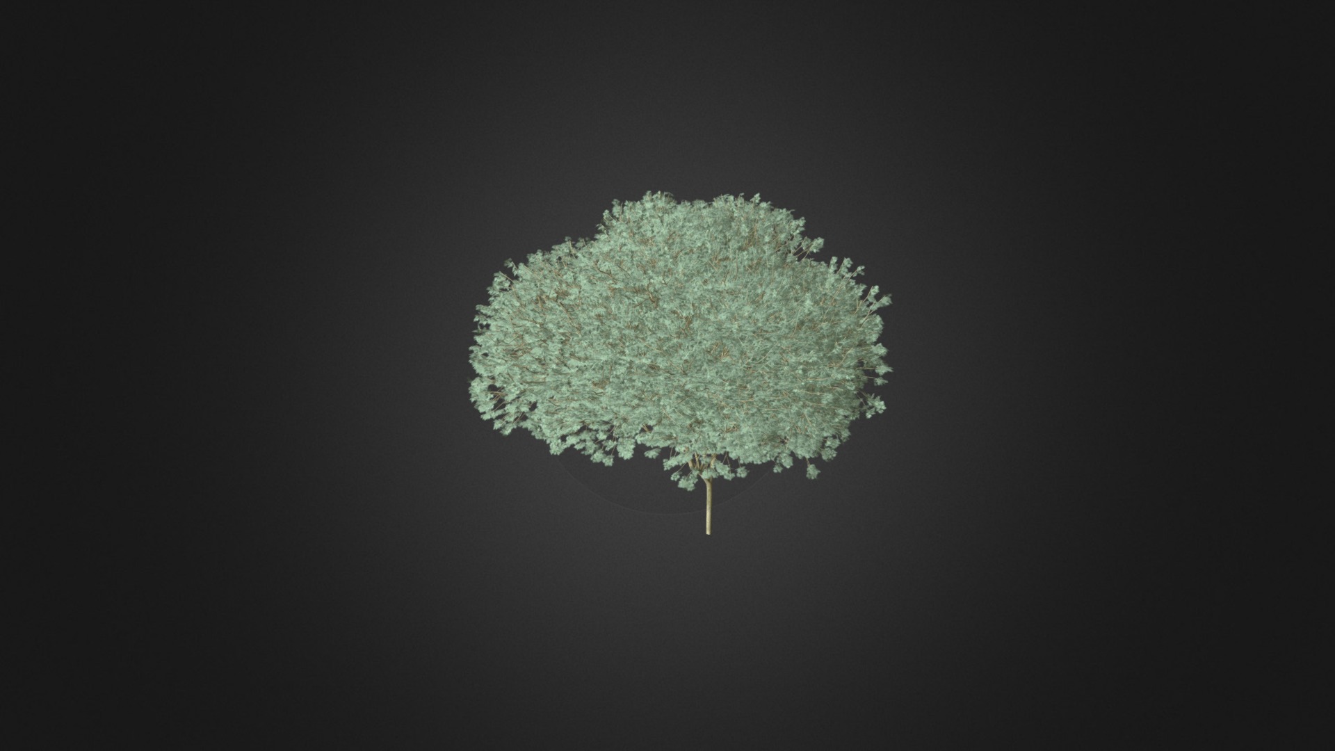3D model Sycamore Maple (Acer pseudoplatanus L.) 9.5m - This is a 3D model of the Sycamore Maple (Acer pseudoplatanus L.) 9.5m. The 3D model is about a green tree with a black background.