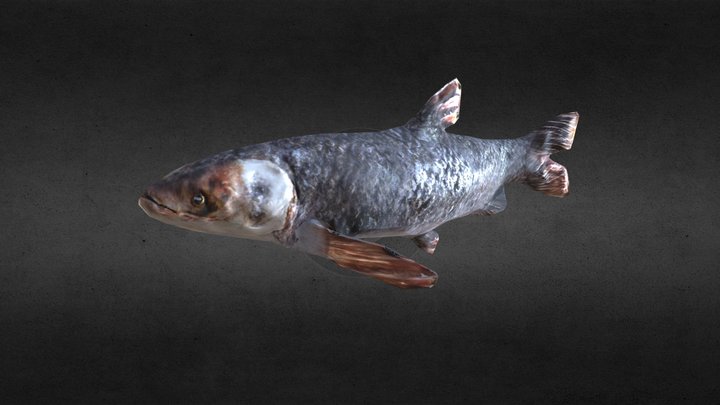 Fish 3D Model