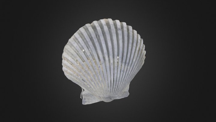 Argopecten gibbus (PRI 50125)