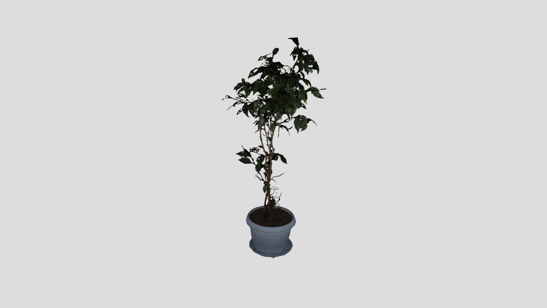 ZEPHYR PLANT PROCESSED