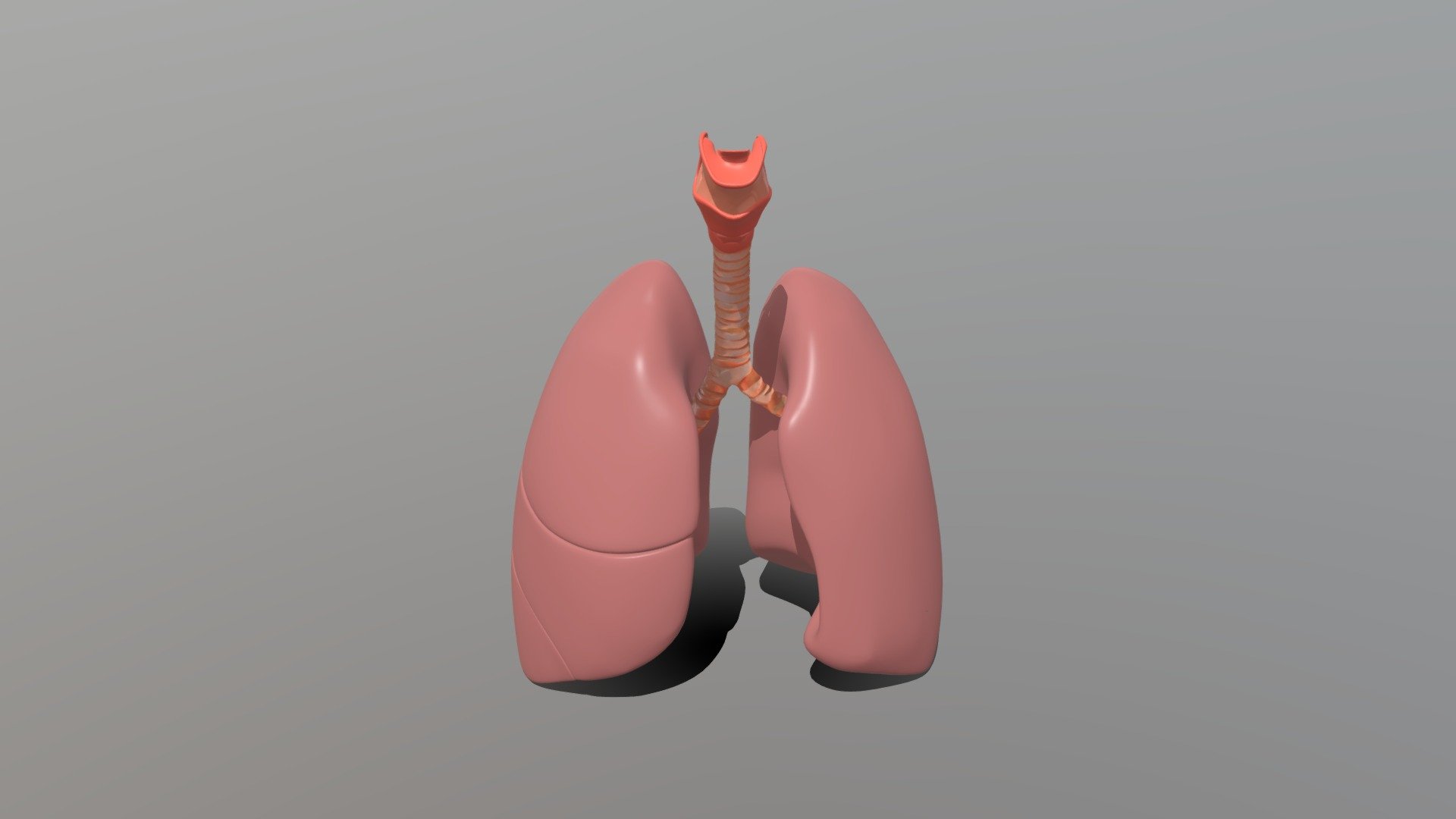 Siddartha_Human Lungs