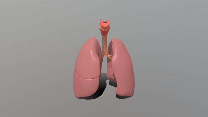 Siddartha_Human Lungs 3D Model